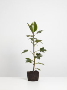 Roman Pfeffer: Cultivated Decorative Plant (Maple), 2012